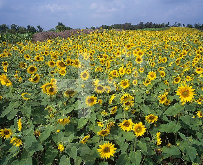 Field of cultivated Sunflowers ,Helianthus annuus,, Bluegrass region of central Kentucky, USA.