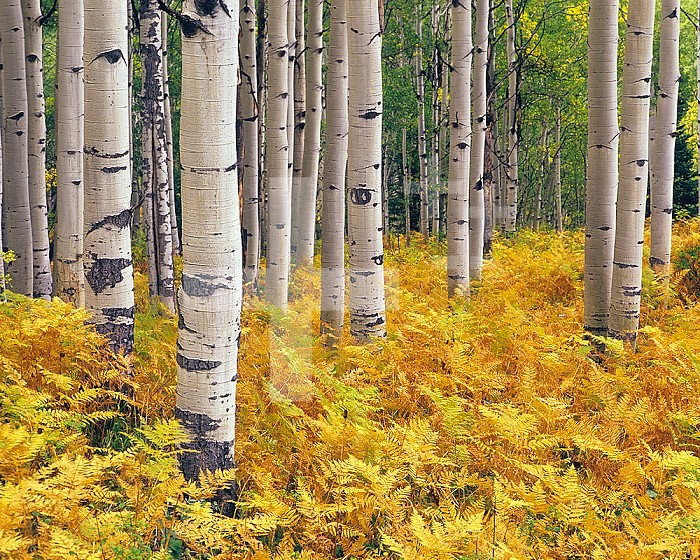 Stand of Quaking Aspen tree ,Populus tremuloides, with fall fern understory, Gunnison National Forest, Rocky Mountains, Colorado, USA.