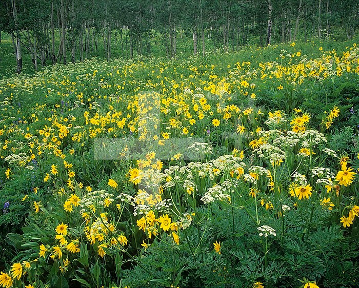 Wild Celery (Ligusticum porteri) and Sunflowers (Helianthella quinquenervis) in a Rocky Mountain meadow, Gunnison National Forest, Colorado, USA.