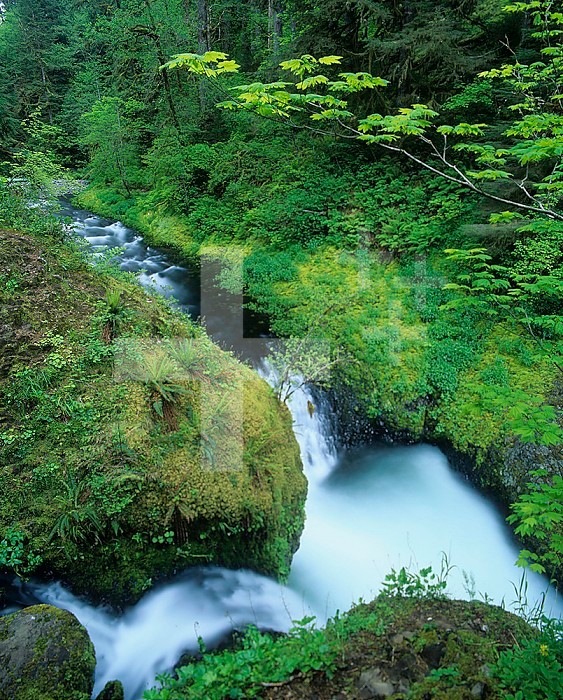 Small stream cascading through the forest into Eagle Creek, Columbia River Gorge National Scenic Area, Oregon, USA.