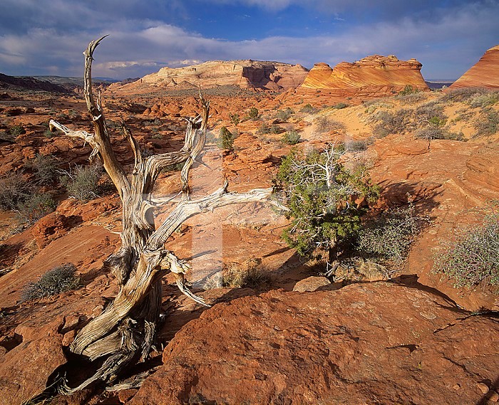 Twisted tree and sandstone formations, Coyote Buttes area, Paria Canyon, Arizona, USA.