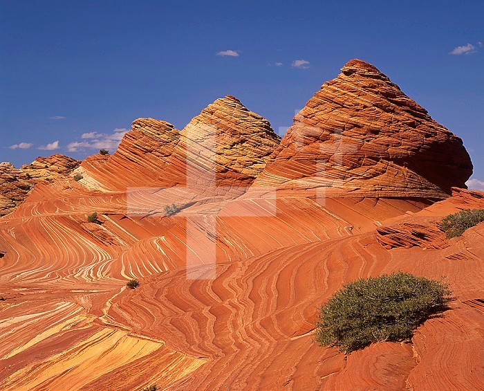 Sandstone strata in Paria Canyon, Vermillion Cliffs Wilderness Area, Arizona, USA.