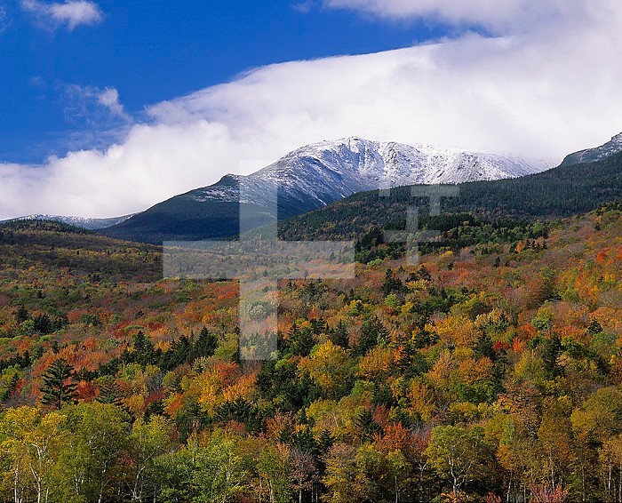 Autumn colors in the mixed forest below snowy Mt. Washington, White Mountains National Forest, New Hampshire, USA.
