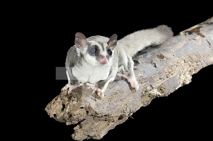Sugar Glider ,Petaurus breviceps, a marsupial mammal from Australia.