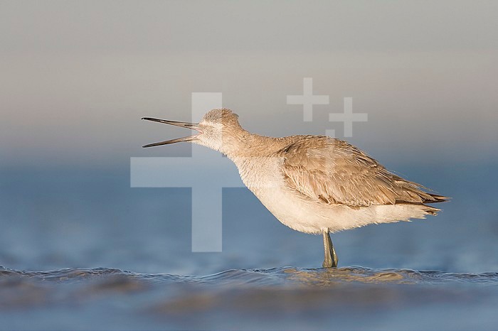 Willet ,Western, in winter plumage trying to cough up a bolus, Fort DeSoto, Florida, USA.