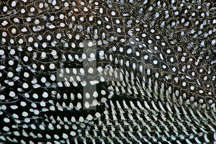 Helmeted Guinea Fowl plumage detail ,Numida meleagris, Ngorongoro Crater, Tanzania