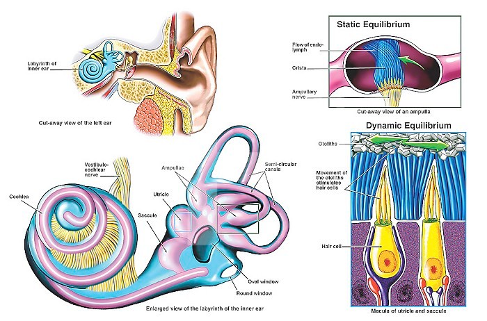 Biomedical illustration of the normal anatomy of the human inner ear. Enlarged view of the labyrinth with labels: semicircular canals, oval window, round window, ampullae, utricle, saccule, cochlea, and vestibulocochlear nerve. Enlarged view of ampullae with labels for static equilibrium, the flow of endolymph, crista, and ampullary nerve. Enlargement of the macula of the utricle and saccule with labels for dynamic equilibrium, otoliths, and the movement of otoliths stimulating hair cells.
