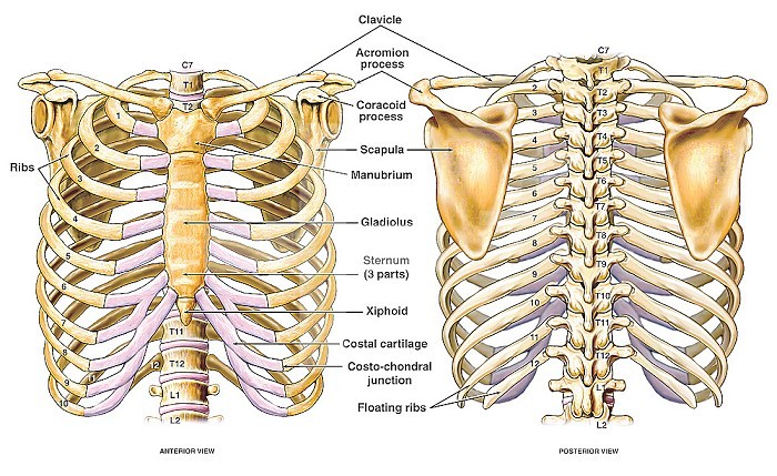 Medical illustration of the thoracic (chest and back) skeletal anatomy, featuring the ribs, sternum, scapula, and vertebrae.