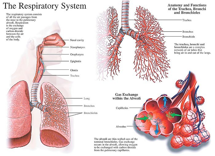Medical illustration of the anatomy of the human respiratory system and lungs, including the nasal cavity, nasopharynx, oropharynx, epiglottis, glottis, trachea, lung bronchus, and bronchioles. Also depicts the anatomy and functions of the trachea, bronchi, and bronchioles. The detailed graphic shows gas exchange within an alveolus, the thin-walled sac of the terminal bronchioles. where oxygen and carbon dioxide are seen moving to and from the pulmonary capillaries.