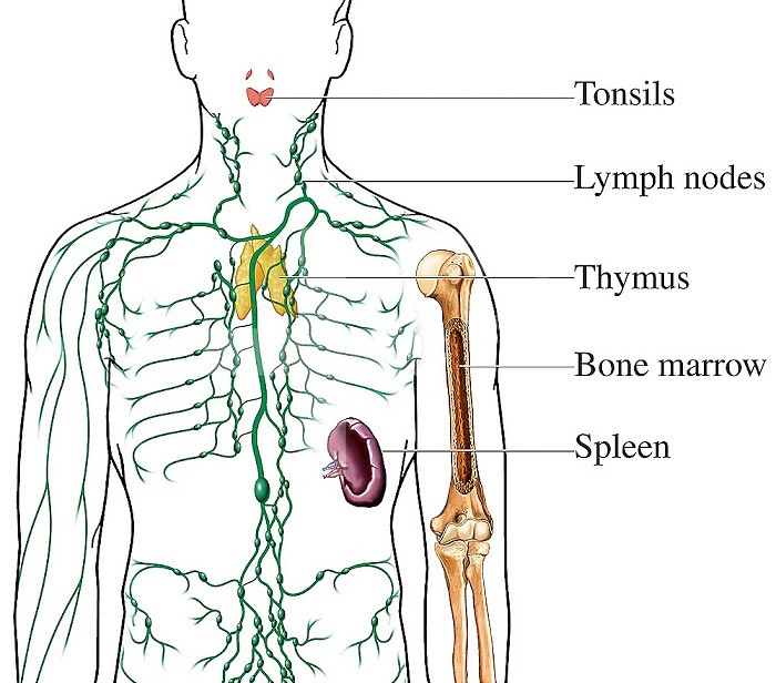Medical illustration of the lymphatic or immune system, including the tonsils, lymph nodes, spleen, bone marrow, and thymus gland.