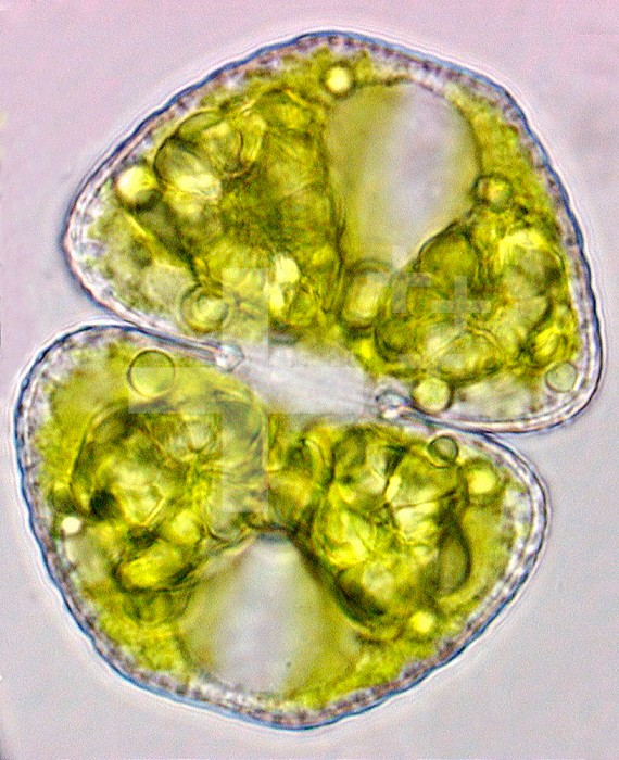 Green Algae ,Cosmarium, - A single celled freshwater desmid normally with two rounded semicells.