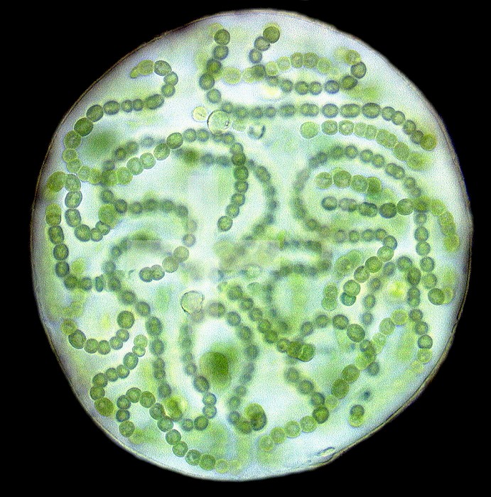 Nostoc - This genus of blue green alga consists of unbranched filaments with heterocysts that become encased in a thick mucilage mass to form a colonial sphere that can reach the size of a baseball.