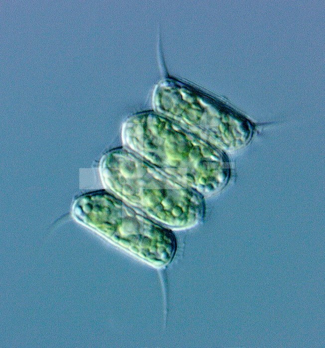 Green Algae Scenedesmus, A flat coenocytic colonial form most often consisting of 2, 4 or 8 cells aligned in a linear arrangement.  Cells, especially the terminal ones, often possess elongated spines.