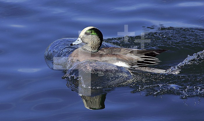 American Wigeon (Anas americana) landing on water, Bosque Del Apache National Wildlife Refuge, New Mexico, USA.