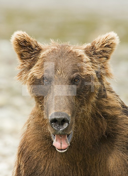 Brown Bear face ,Ursus arctos, Alaska, USA.