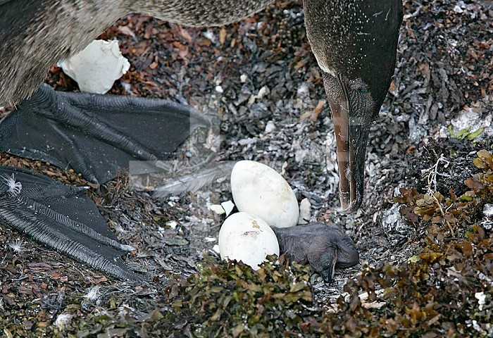 Flightless Cormorant with newly hatched chick and eggs in the ground nest, Punta Suarez, Fernandina, Galapagos, Ecuador.