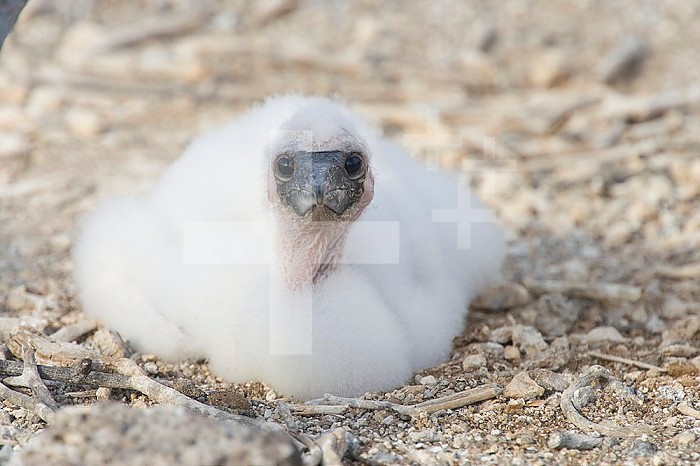 Nazca Booby chick ,Sula granti, Tower Island, Galapagos, Ecuador.