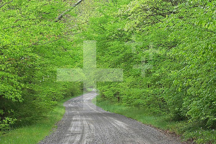 Gravel road through hardwood forest in spring, Great Smoky Mountains N.P. TN