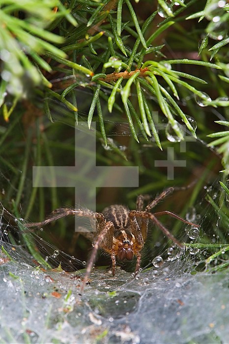 Grass Spider or Funnel Weaver, Agelenopsis spp., Louisville, KY