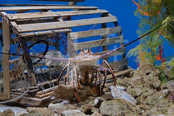 Spiny Lobster near a lobster trap.  ,Panulirus argus,