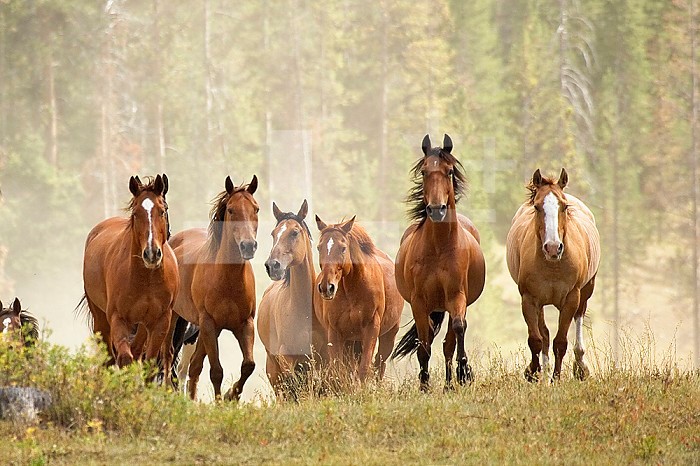 Horses on ranch in Montana during roundup.