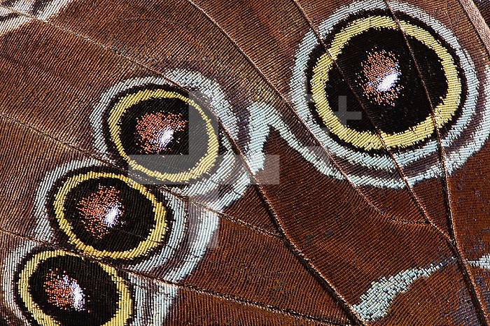 Eyespot underwing pattern close-up of Blue Morpho butterfly, Morpho peleides