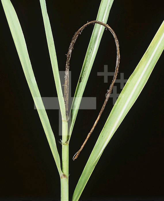 Sugar Cane Smut (Ustilago scitiminea) whip symptom on a sugar cane tassel (Saccharum officinalis). Thailand.