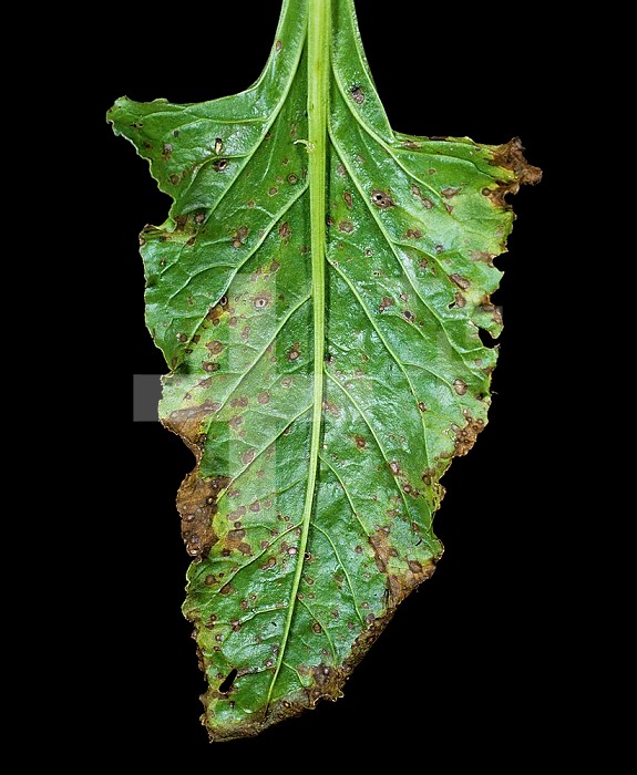 Leaf Spot (Cercospora beticola) lesions on a Sugar Beet leaf (Beta vulgaris).