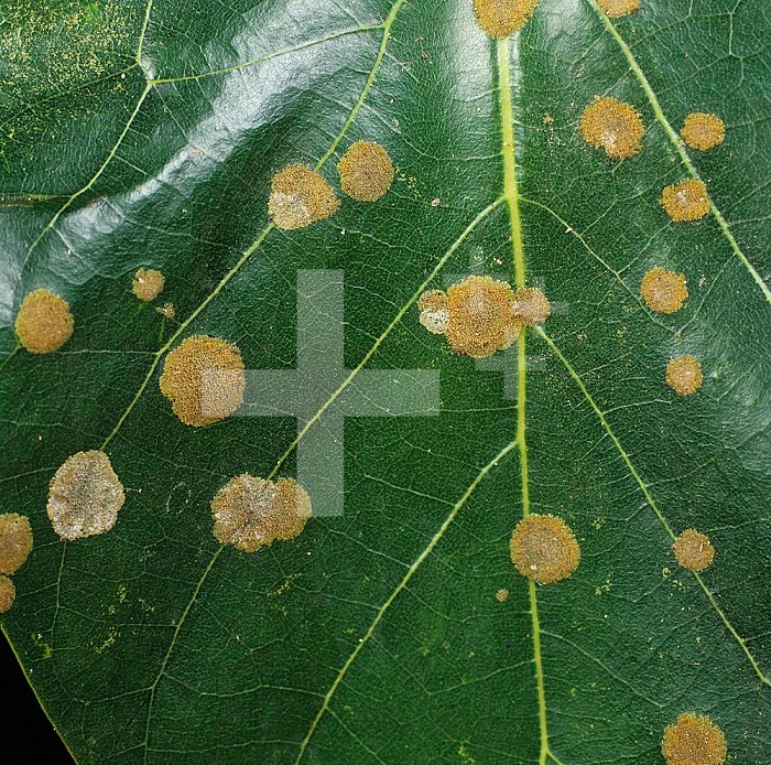 Algal Spot (Cephaleuros virescens) caused by a pathogenic Algae on an Avocado leaf (Persea americana). Colombia.