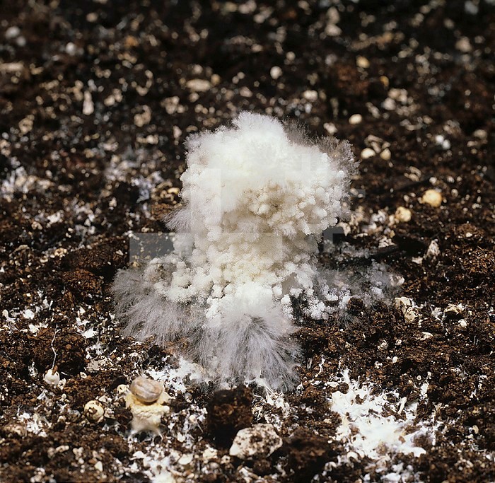 Cobweb Disease (Cladobotryum dendroides) mycelium developing on an Edible Mushroom Psalliota bisporus).