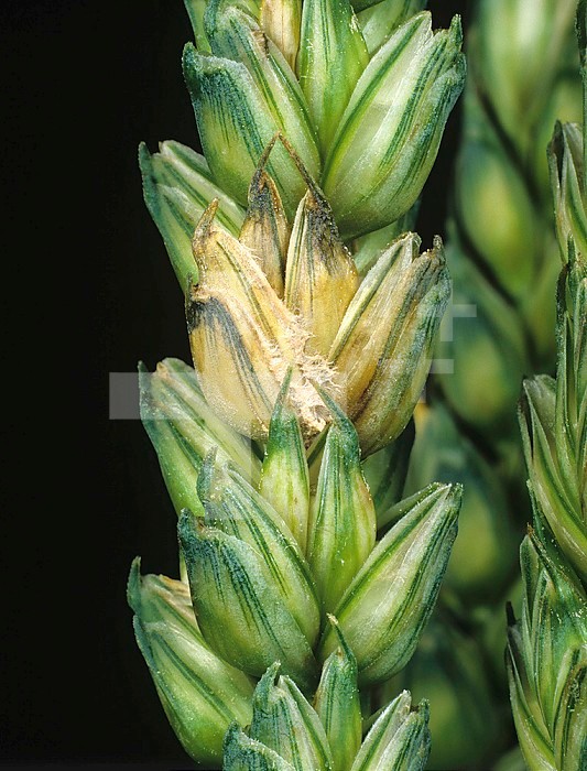 Head Scab or Ear Blight (Fusarium culmorum) infected grain on Wheat ears (Triticum aestivum).