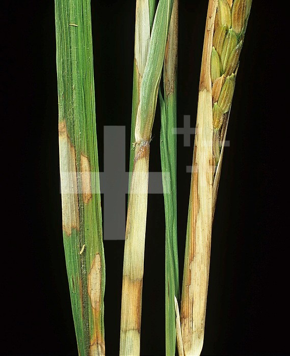 Sheath Blight (Rhizoctonia solani) bleached white lesions on mature Rice plants (Oryza sativa). Thailand.