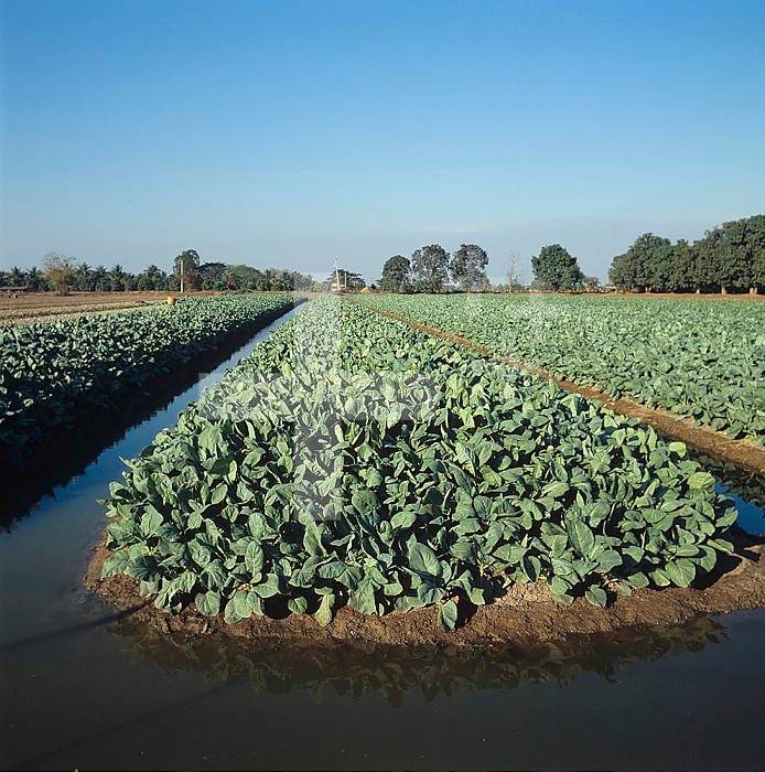 Cabbage and Kale crops growing on raised beds with irrigation canals, Central Lowlands, Thailand, Southeast Asia.