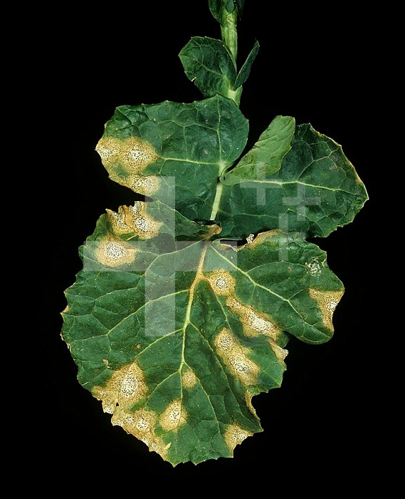 Leaf Canker (Phoma lingam) severe lesions on an Oilseed Rape or Canola leaf (Brassica napus).