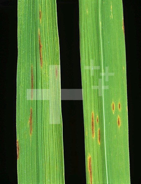 Narrow Brown Spot (Cercospora oryzae) lesions on Rice leaves (Oryza sativa). Thailand.