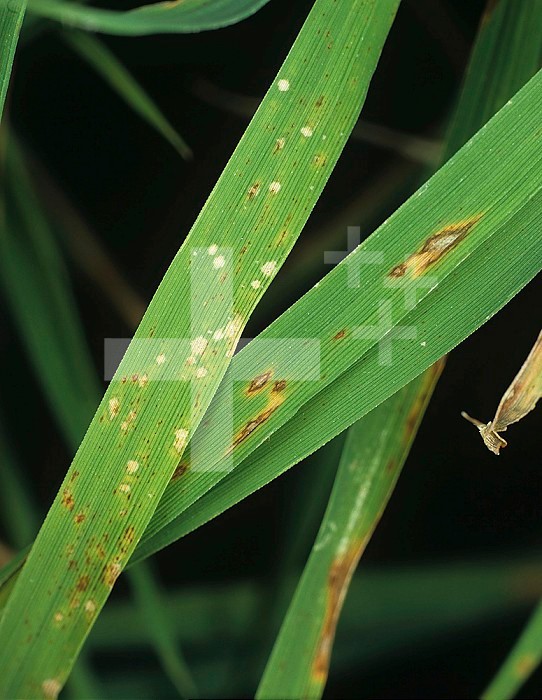 Rice Leaf Blast (Pyricularia grisea) lesions on Rice leaves (Oryza sativa). Philippines.