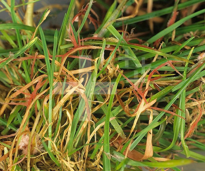 Red Thread (Laetisaria fuciformis) symptoms on turfgrass.