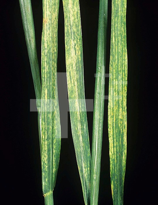 Wheat leaves (Triticum) with Wheat Streak Mosaic Virus (WSMV). Montana, USA.