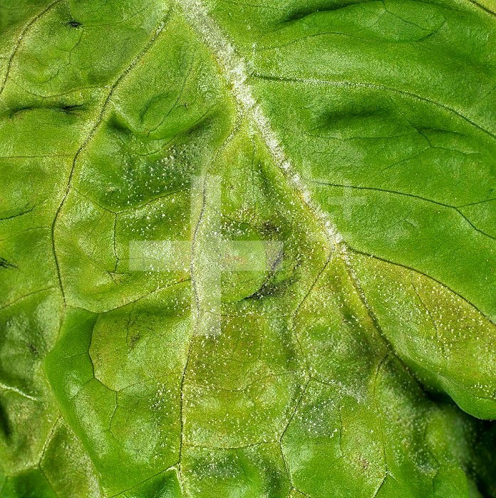 Downy Mildew (Bremia lactucae) mycelium on a Lettuce leaf (Lactuca sativa). Portugal.