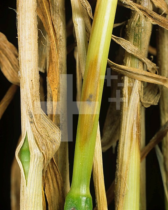 True Eyespot or Strawbreaker Footrot (Pseudcercosporella herpotrichoides) lesion on Wheat (Triticum aestivum). Belgium.