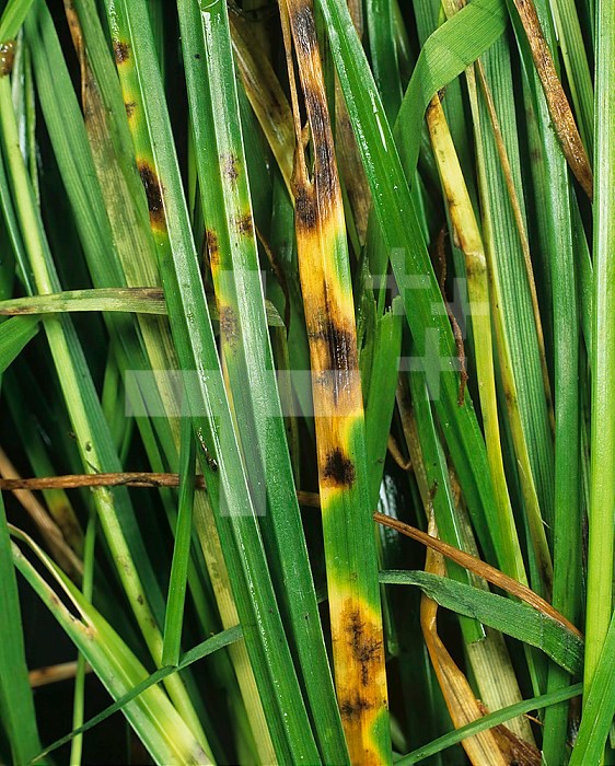 Drechslera Leaf Spot (Drechslera) lesions on Ryegrass leaves (Lolium).