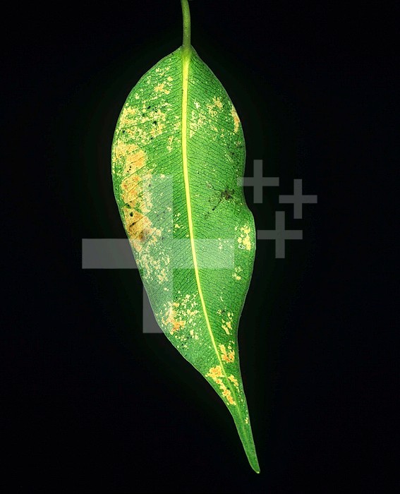 Black Thrips (Echinothrips americanus) damage to an ornamental Fig leaf (Ficus).