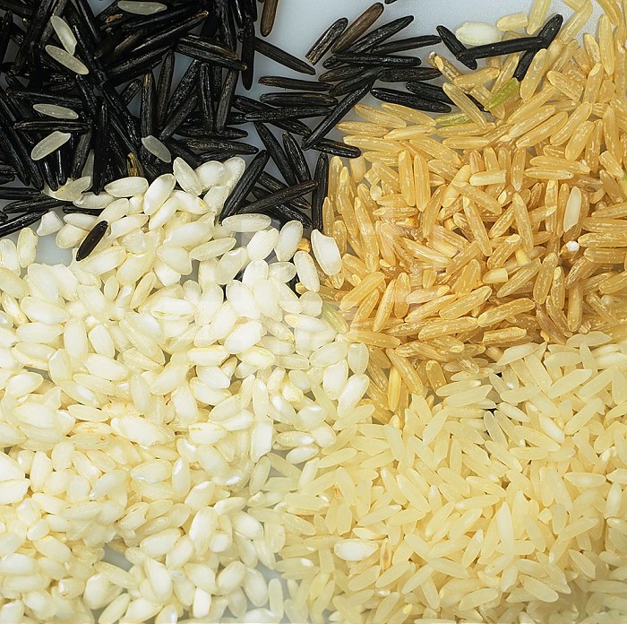 Three varieties of Rice grains (Oryza sativa): aborio, organic brown, and long grain and Wild Rice grains (Zizania aquatica).