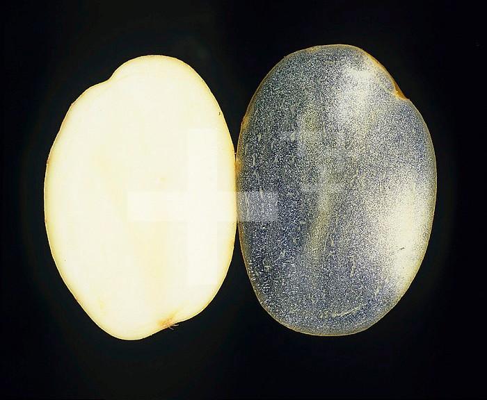Two Potato (Solanum tuberosum) sections, one with iodine stain (right) to show the abundant starch cells and the other unstained (left).