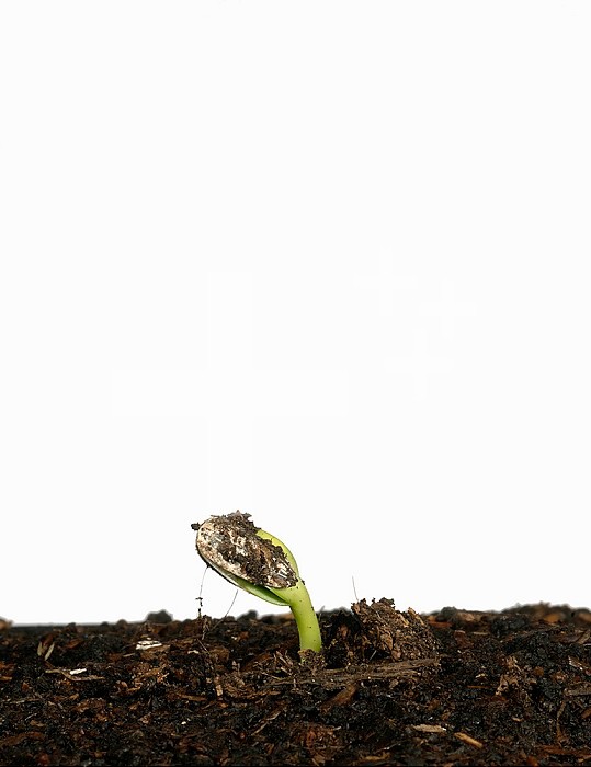 Sunflower seed germinating showing the emerging plant (Helianthus annuus).