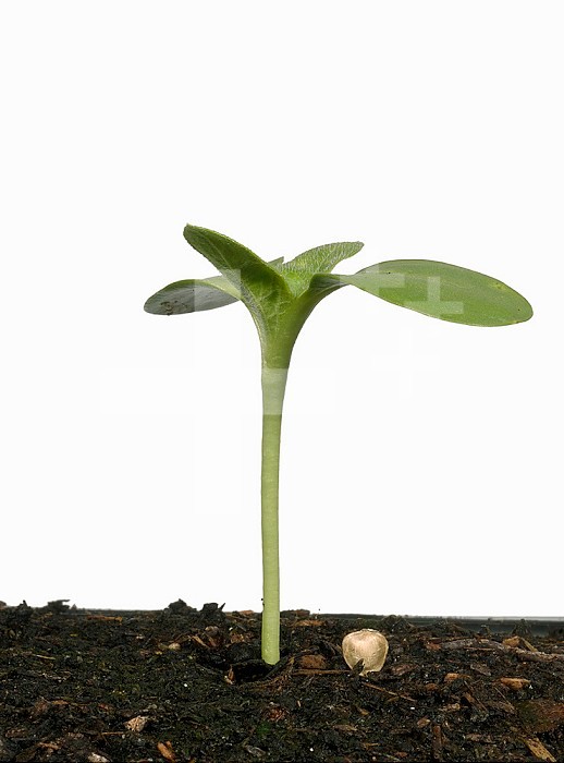 Sunflower germinating showing the cotyledons and the first true leaves developing (Helianthus annuus).