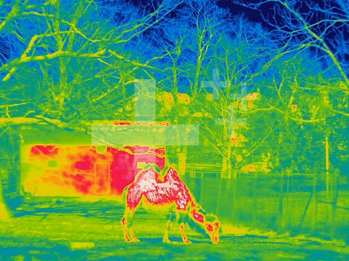 Thermogram showing the temperature of the Bactrian Camel (Camelus bactrianus). The colors show temperature variation. The temperature scale runs from white (warmest) through red, yellow, green and cyan, blue and black (coldest).