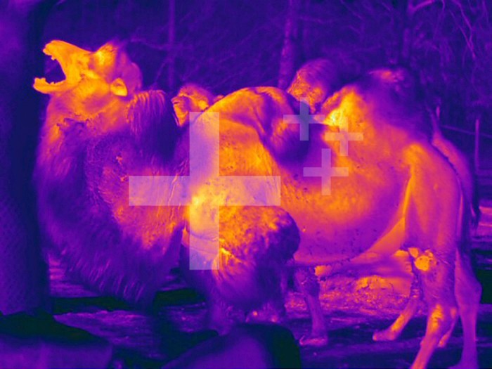 Thermogram showing temperature of the Bactrian Camel (Camelus bactrianus). The colors show temperature variation. The temperature scale runs from white (warmest) through yellow, orange, red, purple and black (coldest).