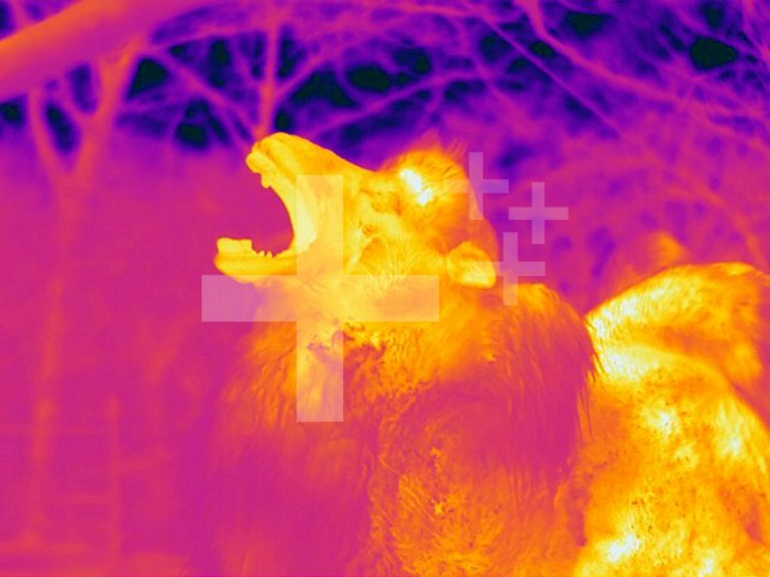 Thermogram - Bactrian camel - The colors show temperature variation. The temperature scale runs from white (warmest) through yellow, orange, red, purple and black (coldest)
