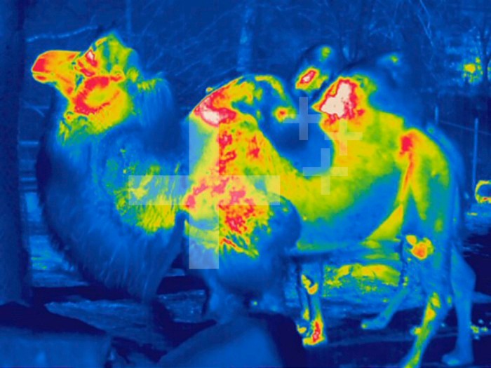 Thermogram showing temperature of the Bactrian Camel (Camelus bactrianus). The colors show temperature variation. The temperature scale runs from white (warmest) through red, yellow, green and cyan, blue and black (coldest).